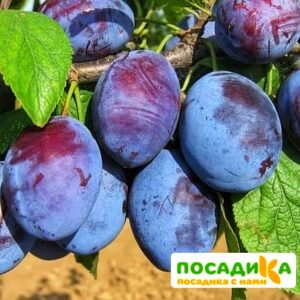 Слива Чачакская ранняя купить по цене от 229.00р. в интернет-магазине «Посадика» с доставкой почтой в в Алуште и по всей России – [изображение №1].