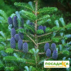 Пихта корейская (Abies koreana) купить по цене от 450.00р. в интернет-магазине «Посадика» с доставкой почтой в в Алуште и по всей России – [изображение №1].