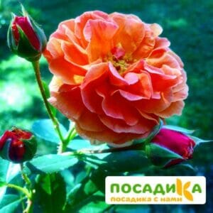 Роза Арабия купить по цене от 350.00р. в интернет-магазине «Посадика» с доставкой почтой в в Алуште и по всей России – [изображение №1].