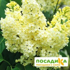 Сирень Примроуз (Primrose) купить по цене от 529.00р. в интернет-магазине «Посадика» с доставкой почтой в в Алуште и по всей России – [изображение №1].