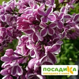 Сирень Сенсация купить по цене от 529.00р. в интернет-магазине «Посадика» с доставкой почтой в в Алуште и по всей России – [изображение №1].