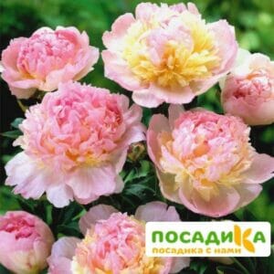 Пион Распберри Сандей (Paeonia Raspberry Sundae) купить по цене от 959р. в интернет-магазине «Посадика» с доставкой почтой в в Алуште и по всей России – [изображение №1].