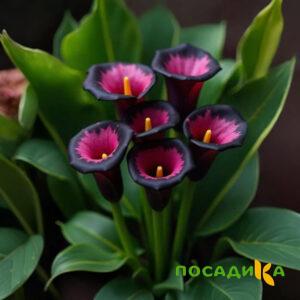 Калла Аура Лейс купить по цене от 400р. в интернет-магазине «Посадика» с доставкой почтой в в Алуште и по всей России – [изображение №1].