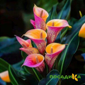 Калла Оникс купить по цене от 450р. в интернет-магазине «Посадика» с доставкой почтой в в Алуште и по всей России – [изображение №1].
