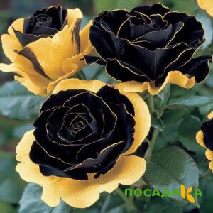 Роза Ханни Сикл купить по цене от 700р. в интернет-магазине «Посадика» с доставкой почтой в в Алуште и по всей России – [изображение №1].
