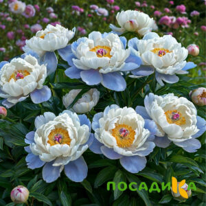Пион акварельный Этюд купить по цене от 806р. в интернет-магазине «Посадика» с доставкой почтой в в Алуште и по всей России – [изображение №1].