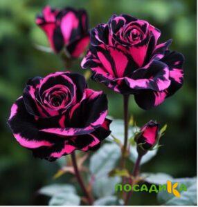 Роза Багровый Шепот купить по цене от 366р. в интернет-магазине «Посадика» с доставкой почтой в в Алуште и по всей России – [изображение №1].