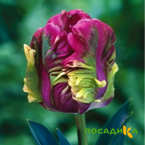 Тюльпан Экзотик Хэвен купить по цене от 186р. в интернет-магазине «Посадика» с доставкой почтой в в Алуште и по всей России – [изображение №1].
