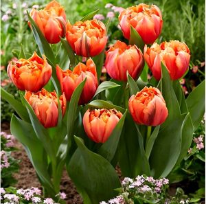 Тюльпан Гудошник Дабл купить по цене от 185р. в интернет-магазине «Посадика» с доставкой почтой в в Алуште и по всей России – [изображение №1].