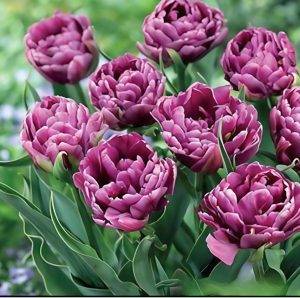 Тюльпан Айс Крим купить по цене от 430р. в интернет-магазине «Посадика» с доставкой почтой в в Алуште и по всей России – [изображение №1].