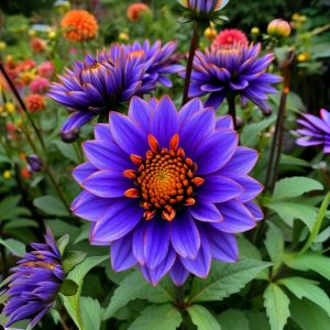 Георгин Лазурит купить по цене от 799р. в интернет-магазине «Посадика» с доставкой почтой в в Алуште и по всей России – [изображение №1].