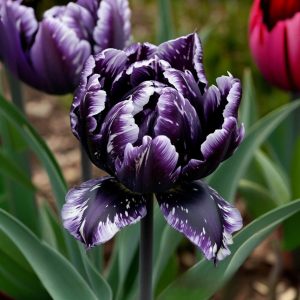 Тюльпан Индиго купить по цене от 600р. в интернет-магазине «Посадика» с доставкой почтой в в Алуште и по всей России – [изображение №1].