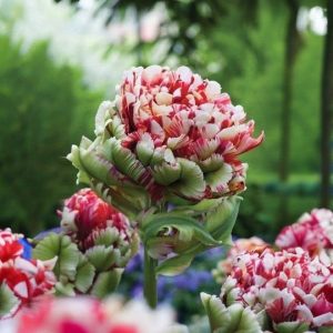 Тюльпан Дабл Флеминг Берд купить по цене от 249р. в интернет-магазине «Посадика» с доставкой почтой в в Алуште и по всей России – [изображение №1].