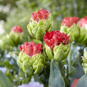 Тюльпан Бычий Глаз купить по цене от 275р. в интернет-магазине «Посадика» с доставкой почтой в в Алуште и по всей России – [изображение №1].