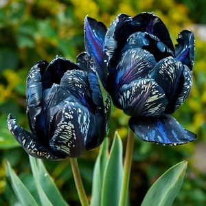 Тюльпан Блю Фог купить по цене от 500р. в интернет-магазине «Посадика» с доставкой почтой в в Алуште и по всей России – [изображение №1].