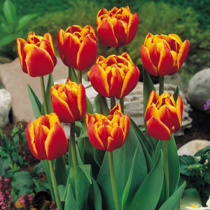 Тюльпан Блэк Фаер купить по цене от 275р. в интернет-магазине «Посадика» с доставкой почтой в в Алуште и по всей России – [изображение №1].