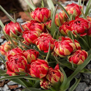 Тюльпан Ап Пинк купить по цене от 390р. в интернет-магазине «Посадика» с доставкой почтой в в Алуште и по всей России – [изображение №1].