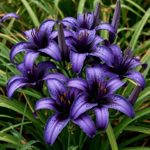 Лилейник Блю Айрис купить по цене от 324р. в интернет-магазине «Посадика» с доставкой почтой в в Алуште и по всей России – [изображение №1].