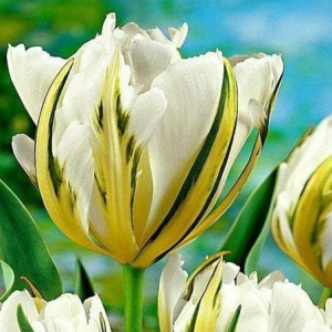 Тюльпан Экзотик Пуруссима купить по цене от 305р. в интернет-магазине «Посадика» с доставкой почтой в в Алуште и по всей России – [изображение №1].