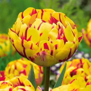 Тюльпан махровый Голден Ницц купить по цене от 361р. в интернет-магазине «Посадика» с доставкой почтой в в Алуште и по всей России – [изображение №1].