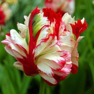 Тюльпан Эстелла Рижнвельд купить по цене от 500р. в интернет-магазине «Посадика» с доставкой почтой в в Алуште и по всей России – [изображение №1].