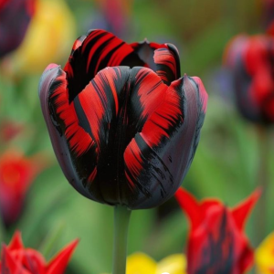 Тюльпан Блэк Перрот купить по цене от 351р. в интернет-магазине «Посадика» с доставкой почтой в в Алуште и по всей России – [изображение №1].