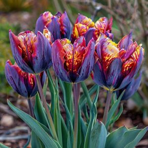 Тюльпан Опал Дрим купить по цене от 207р. в интернет-магазине «Посадика» с доставкой почтой в в Алуште и по всей России – [изображение №1].